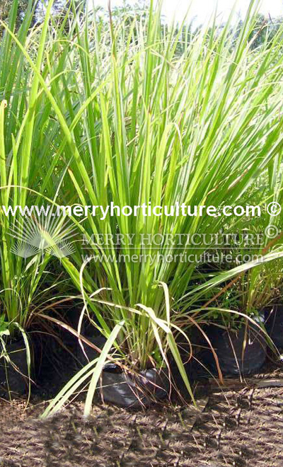 Cymbopogon Citratus (Lemon Grass)